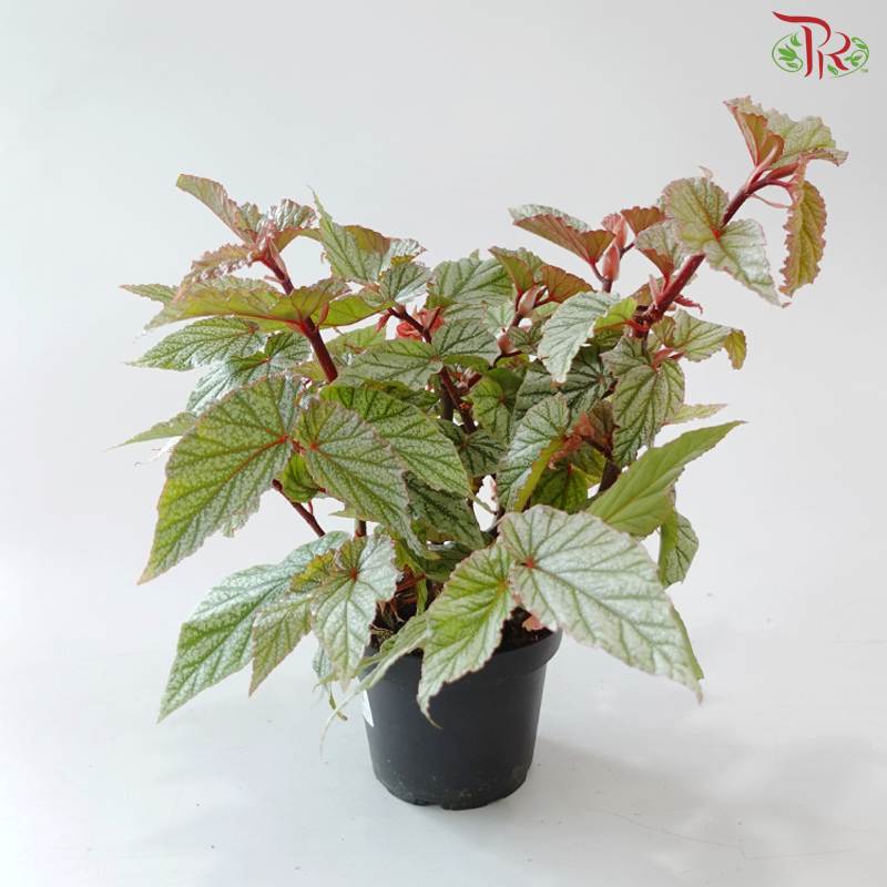 Begonia Don Miller P140 YG《唐米勒秋海棠》