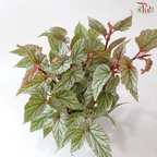 Begonia Don Miller P140 YG《唐米勒秋海棠》