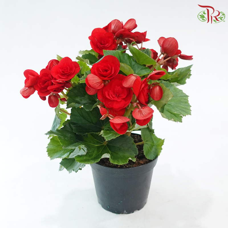 Begonia Elatior《丽格秋海棠》(Random Choose Color)