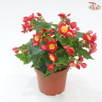 Begonia Elatior《丽格秋海棠》(Random Choose Color)