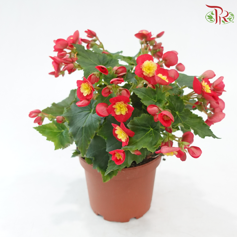 Begonia Elatior《丽格秋海棠》(Random Choose Color)