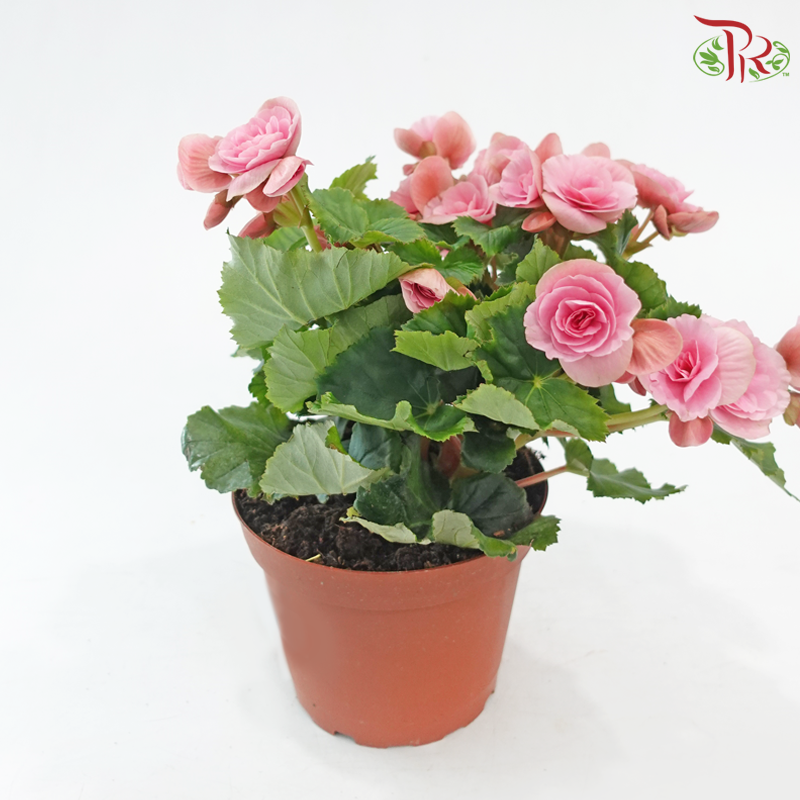 Begonia Elatior《丽格秋海棠》(Random Choose Color)