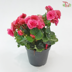 Begonia Elatior《丽格秋海棠》(Random Choose Color)