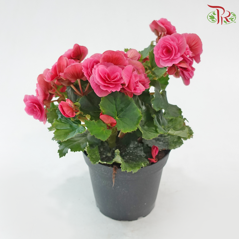 Begonia Elatior《丽格秋海棠》(Random Choose Color)