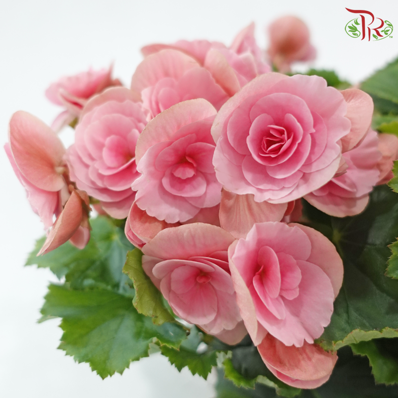 Begonia Elatior《丽格秋海棠》(Random Choose Color)