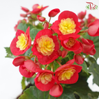 Begonia Elatior《丽格秋海棠》(Random Choose Color)