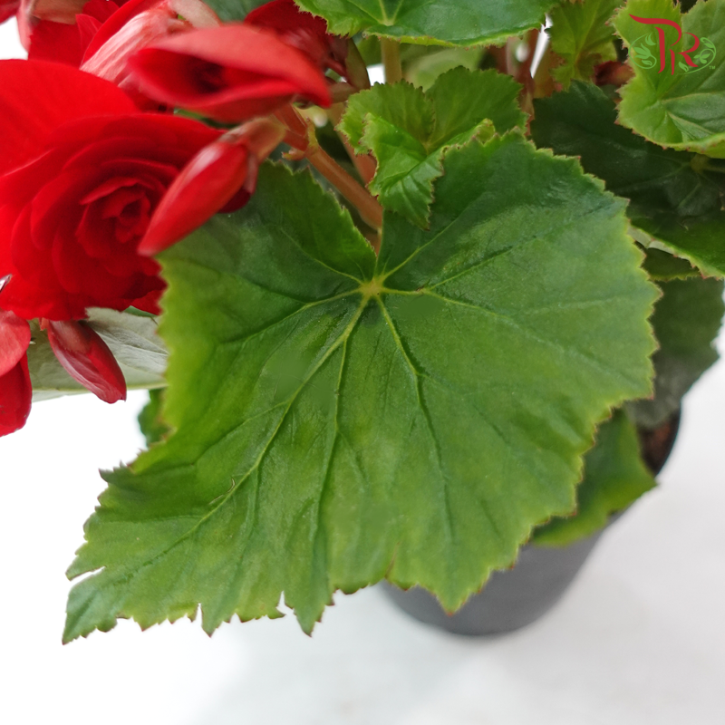 Begonia Elatior《丽格秋海棠》(Random Choose Color)
