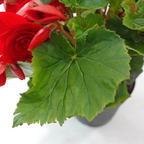 Begonia Elatior《丽格秋海棠》(Random Choose Color)