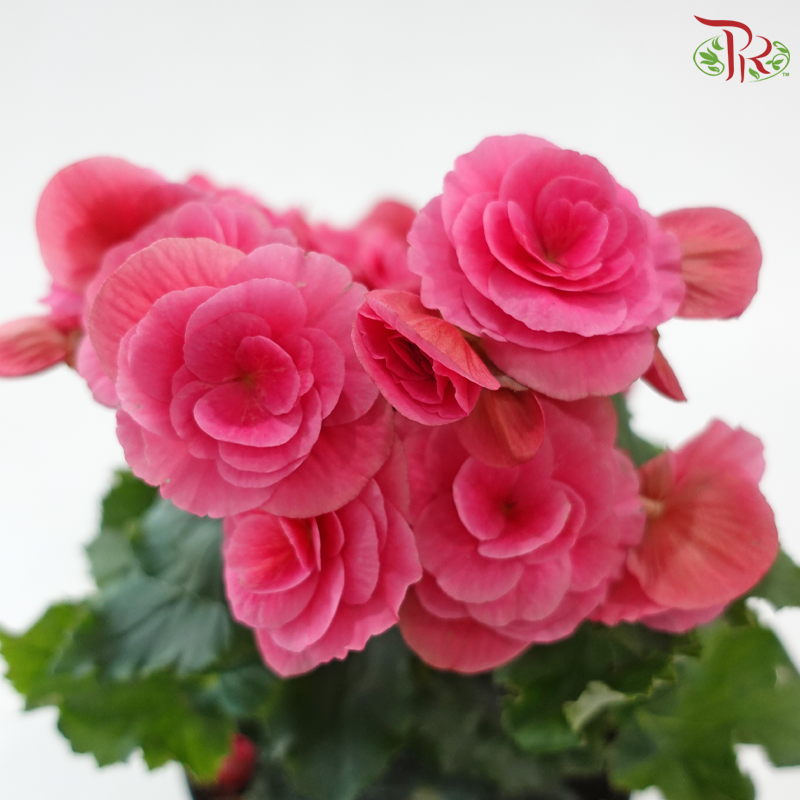 Begonia Elatior《丽格秋海棠》(Random Choose Color)