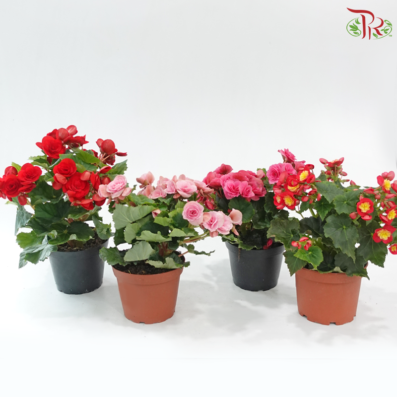 Begonia Elatior《丽格秋海棠》(Random Choose Color)