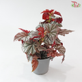 Begonia Highway P140 Y05《海威秋海棠》