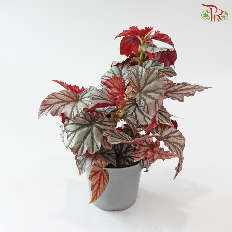 Begonia Highway P140 Y05《海威秋海棠》