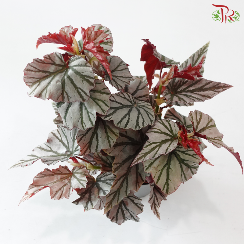Begonia Highway P140 Y05《海威秋海棠》