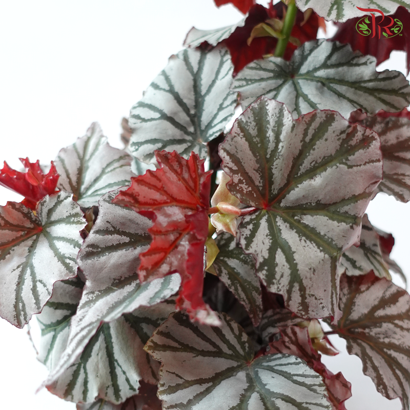 Begonia Highway P140 Y05《海威秋海棠》