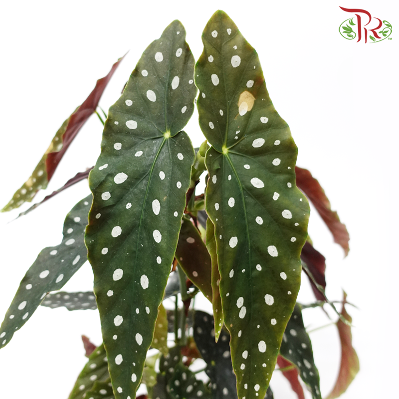 Begonia Maculata《鳟鱼秋海棠》 - Pudu Ria Florist