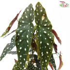 Begonia Maculata《鳟鱼秋海棠》 - Pudu Ria Florist