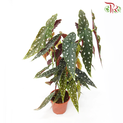 Begonia Maculata《鳟鱼秋海棠》 - Pudu Ria Florist