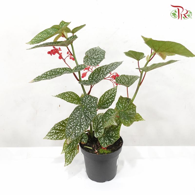 Begonia Snow Capped P140 Y05《富士山秋海棠》