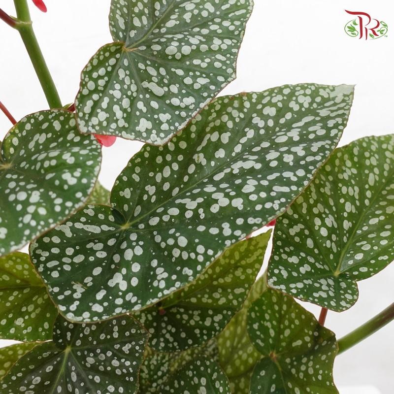 Begonia Snow Capped P140 Y05《富士山秋海棠》
