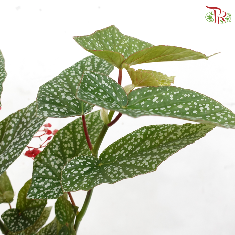 Begonia Snow Capped P140 Y05《富士山秋海棠》