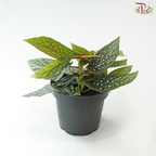 Begonia White Ice P140 Y05《白冰秋海棠》