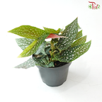 Begonia White Ice P140 Y05《白冰秋海棠》