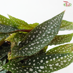 Begonia White Ice P140 Y05《白冰秋海棠》