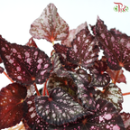 Begonia Rex - Randomly selected 《秋海棠》