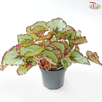 Begonia Rex - Randomly selected 《秋海棠》