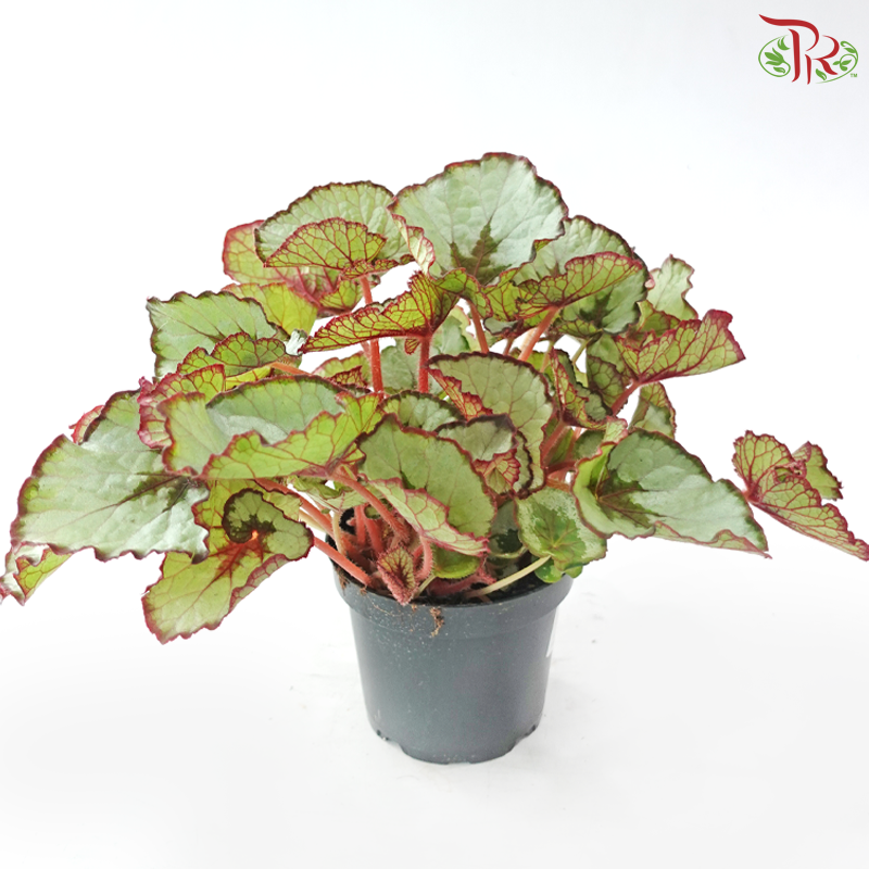 Begonia Rex - Randomly selected 《秋海棠》