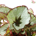 Begonia Rex - Randomly selected 《秋海棠》