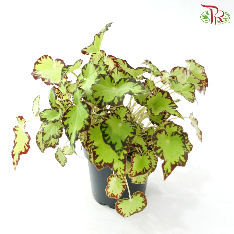 Begonia Rex - Randomly selected 《秋海棠》