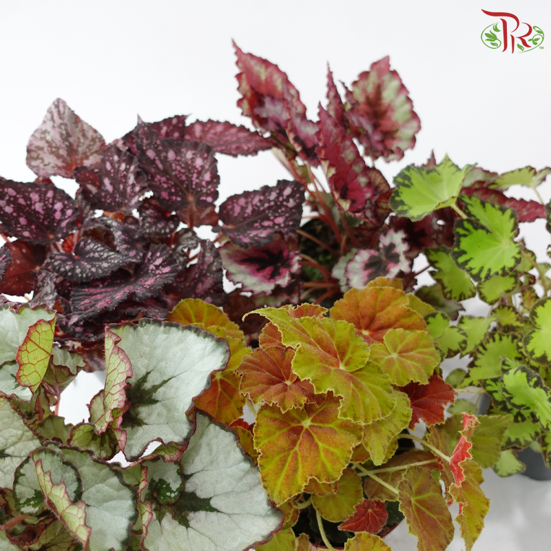 Begonia Rex - Randomly selected 《秋海棠》