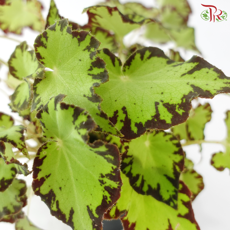 Begonia Rex - Randomly selected 《秋海棠》