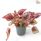Begonia Rex - Randomly selected 《秋海棠》