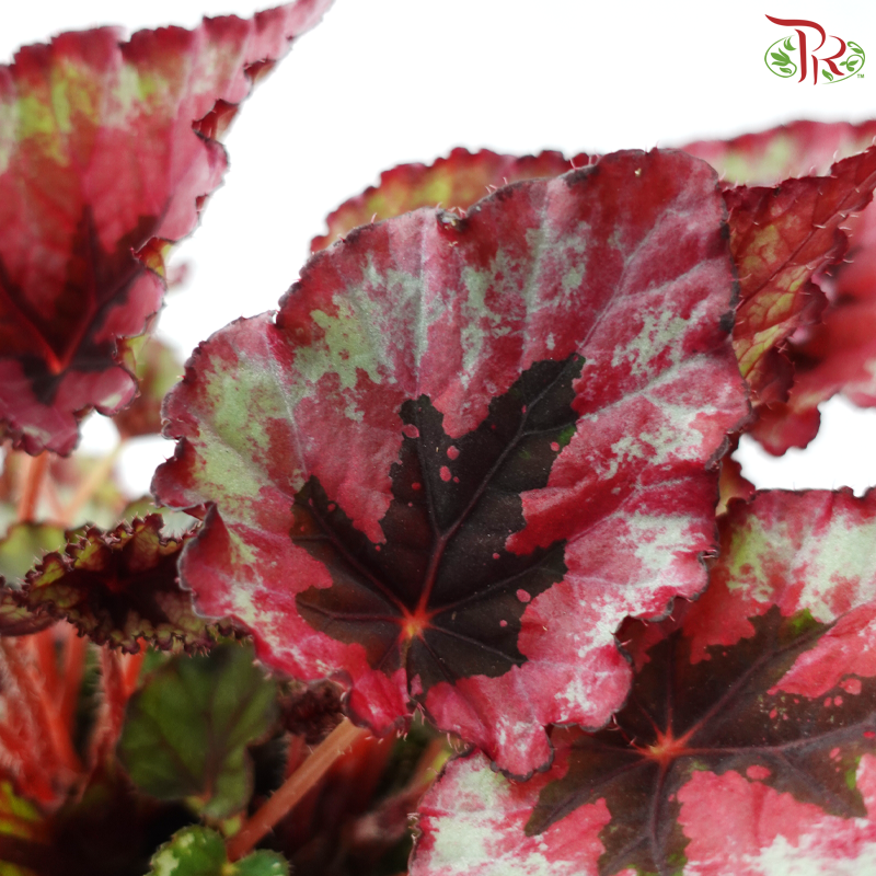 Begonia Rex - Randomly selected 《秋海棠》