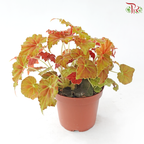 Begonia Rex - Randomly selected 《秋海棠》