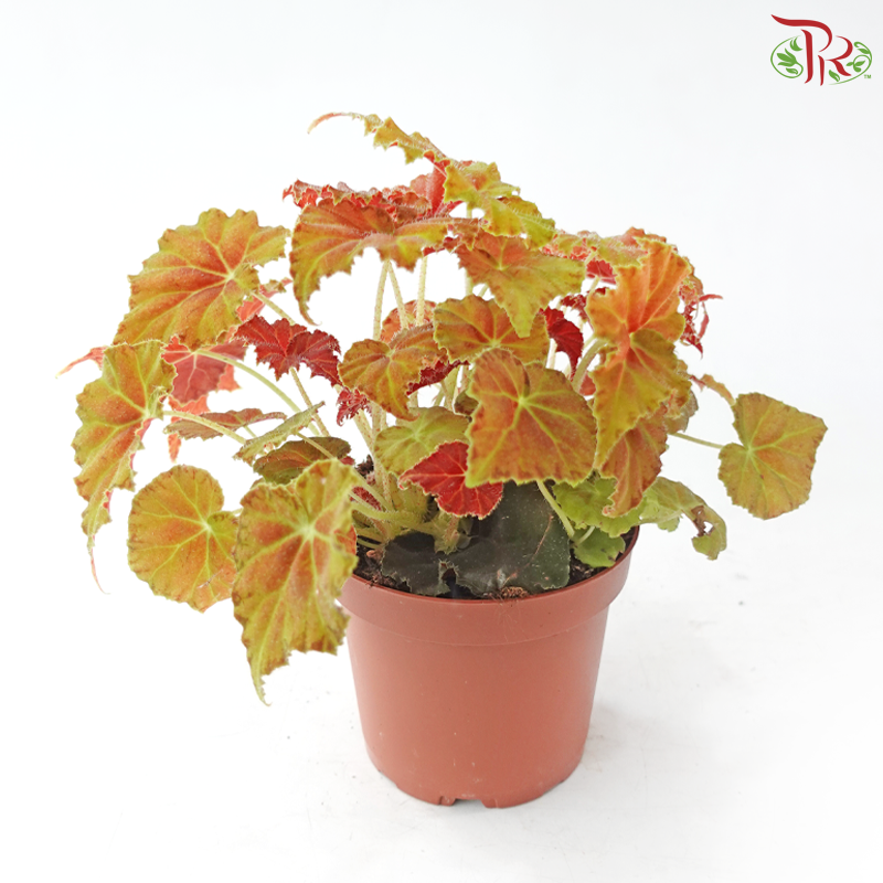 Begonia Rex - Randomly selected 《秋海棠》