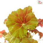 Begonia Rex - Randomly selected 《秋海棠》