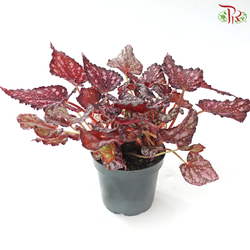 Begonia Rex - Randomly selected 《秋海棠》