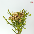 Brezelia Alopecuroides (10 Stems)