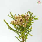 Brezelia Alopecuroides (10 Stems)