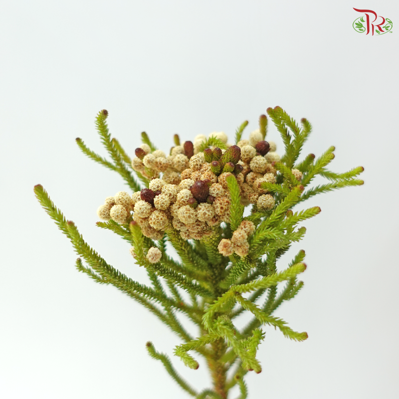 Brezelia Alopecuroides (10 Stems)