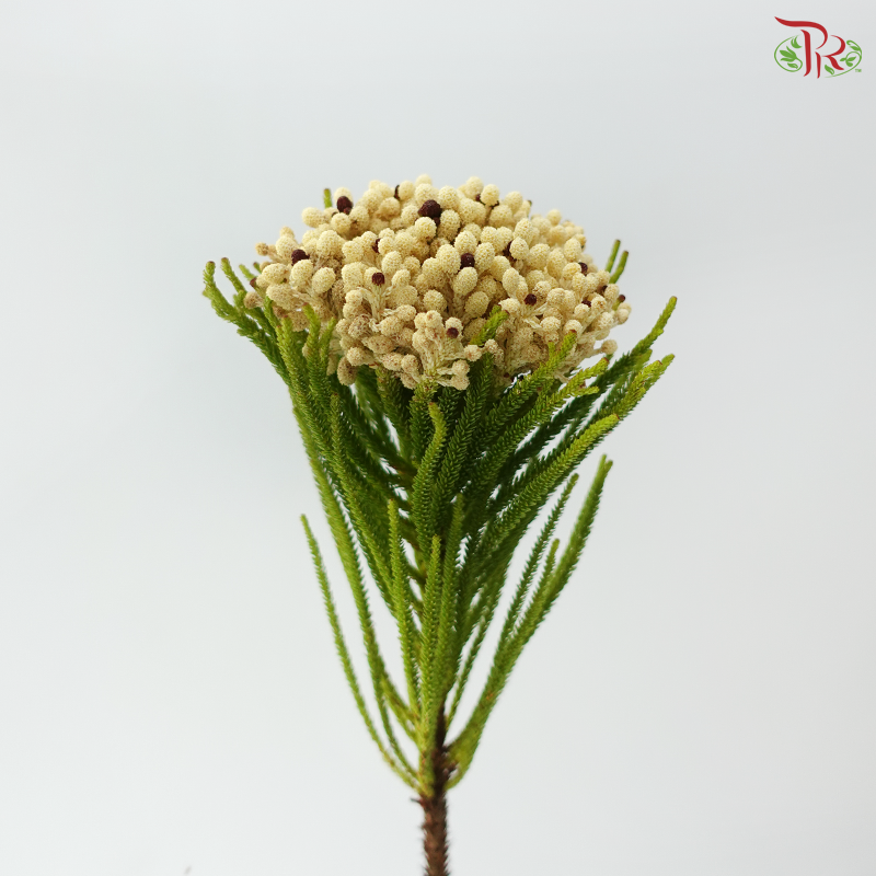 Brezelia Alopecuroides (10 Stems)
