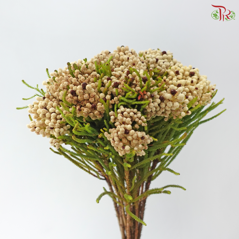 Brezelia Alopecuroides (10 Stems)