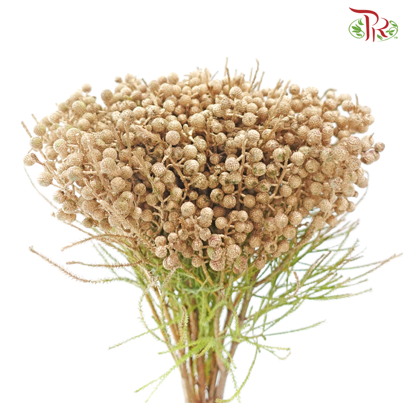 Berzellia Dyed - Gold (Per Bunch)