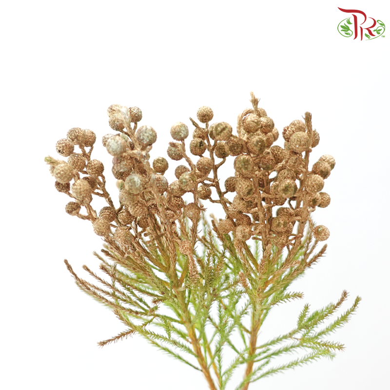 Berzellia Dyed - Gold (Per Bunch)