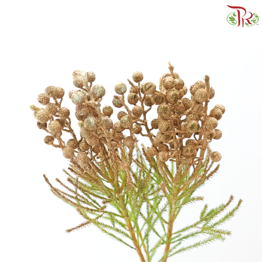 Berzellia Dyed - Gold (Per Bunch)