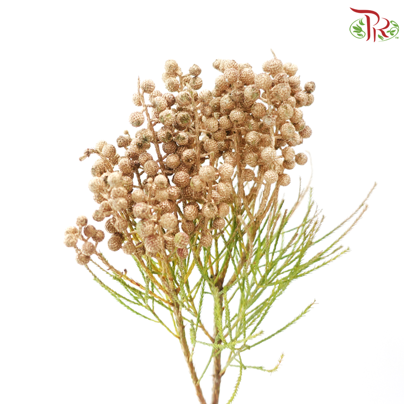 Berzellia Dyed - Gold (Per Bunch)