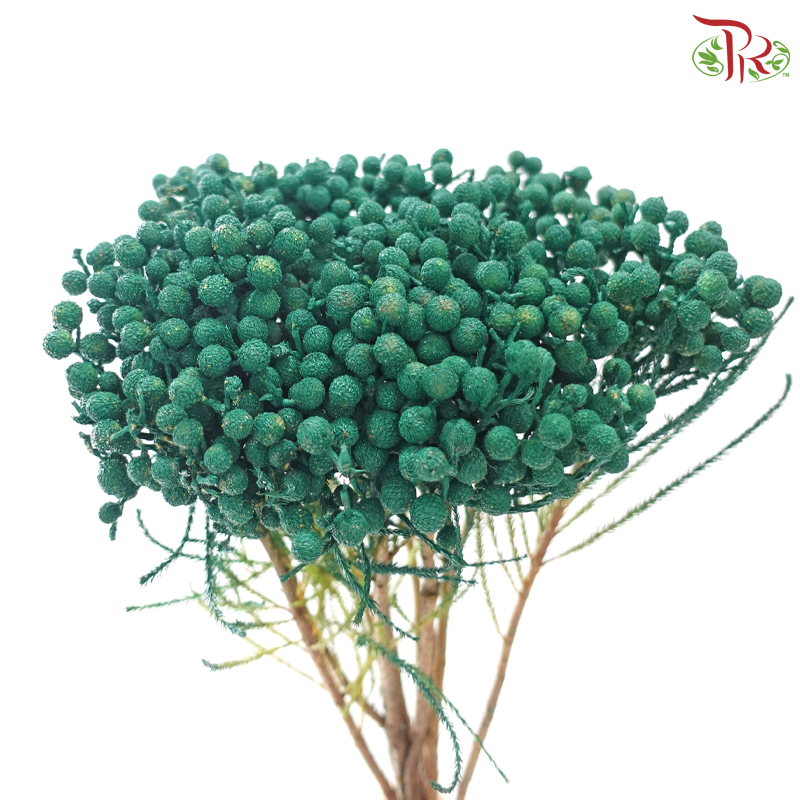 Berzellia Dyed - Green (Per Bunch)